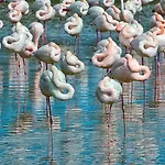Romea Rosolina Mare