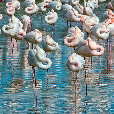 Romea A Pochi Passi Dal Mare Rosolina Mare