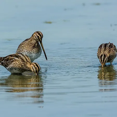 Romea A Pochi Passi Dal Mare *