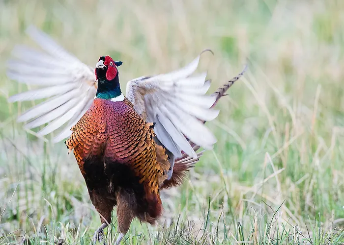 Romea * Rosolina Mare