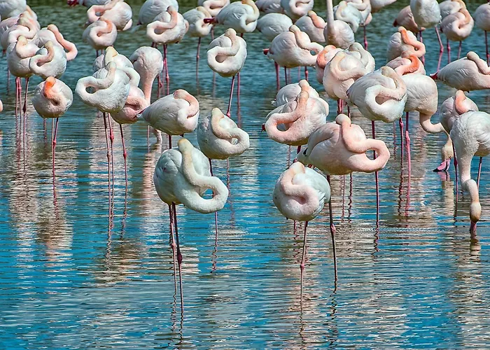 Romea Розолина-Маре